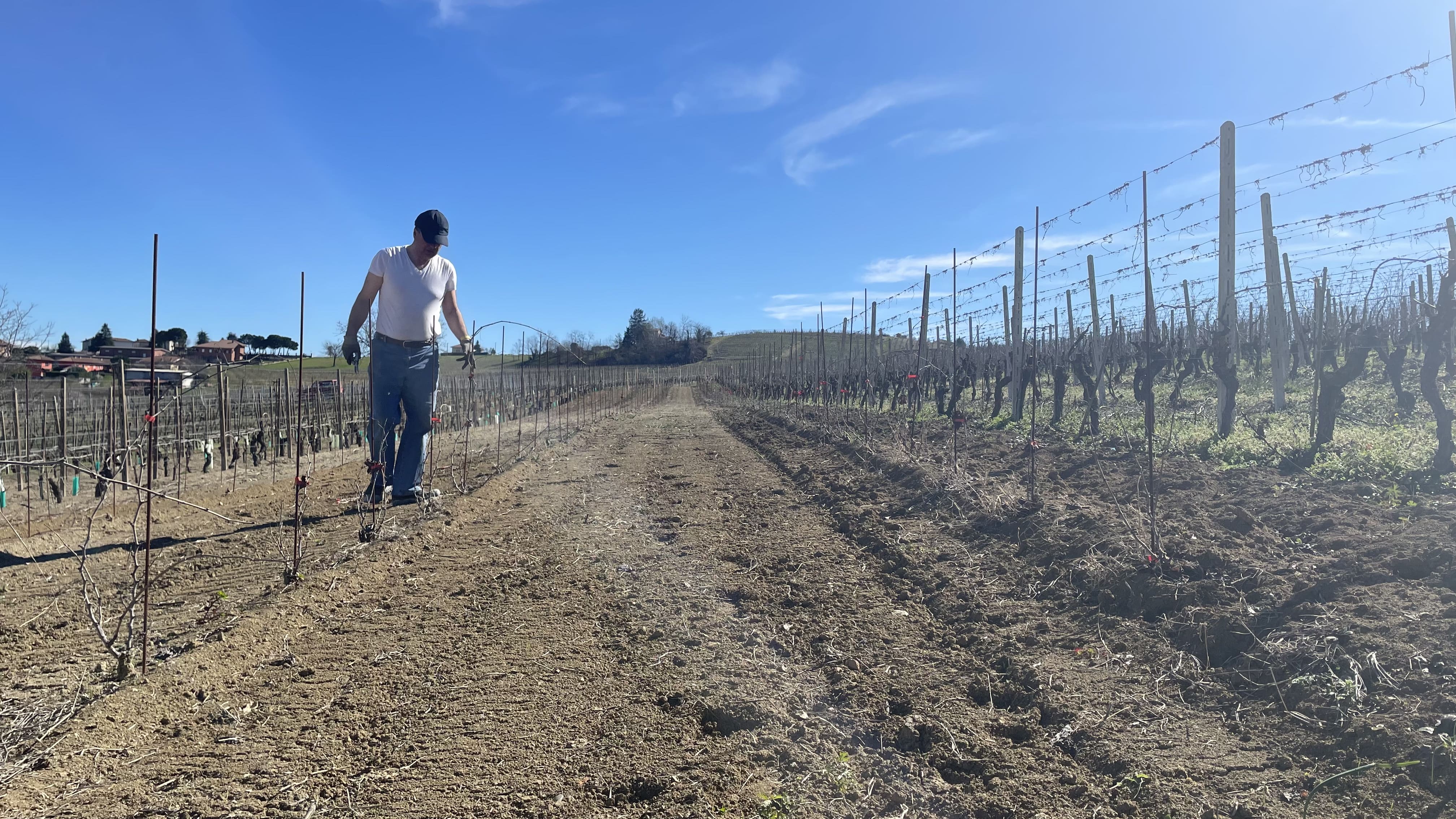 Michele Capra lavora in un filare di viti Albarossa, giovani, in una giornata di sole.